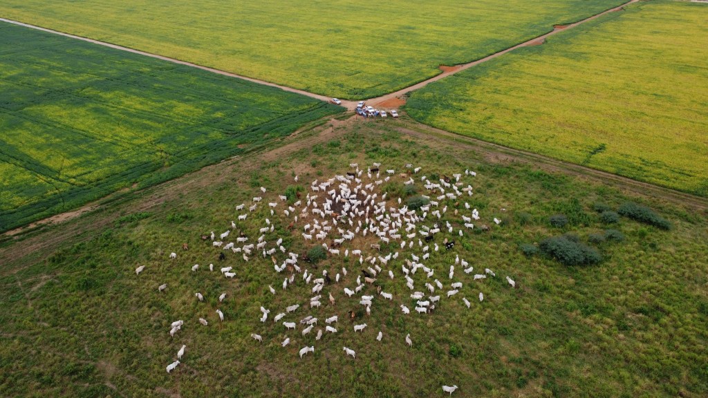 A renatured pasture in the Cerrado region in Brazil.