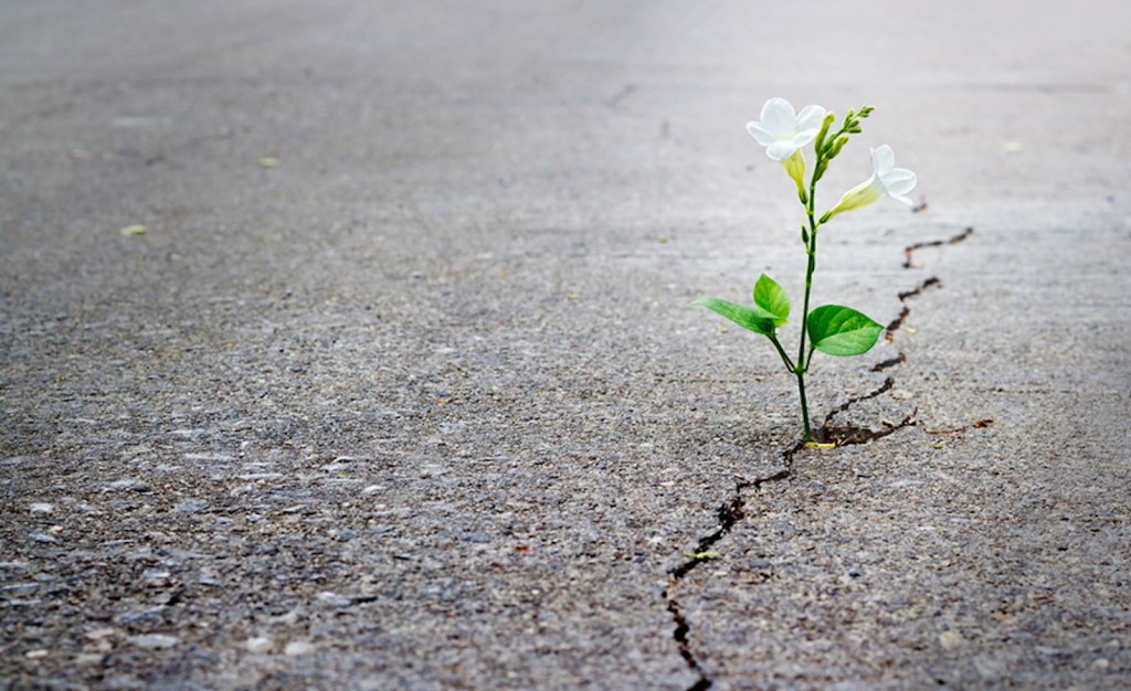 Flower growing through crack in pavement