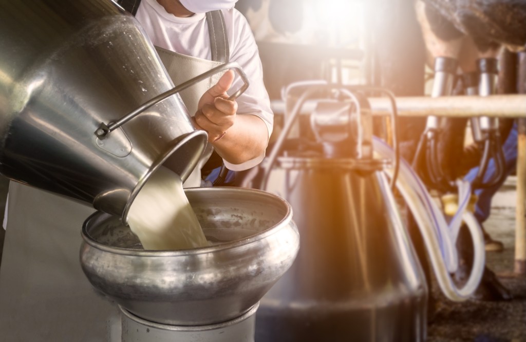 Farmer pouring raw milk into system for processing.