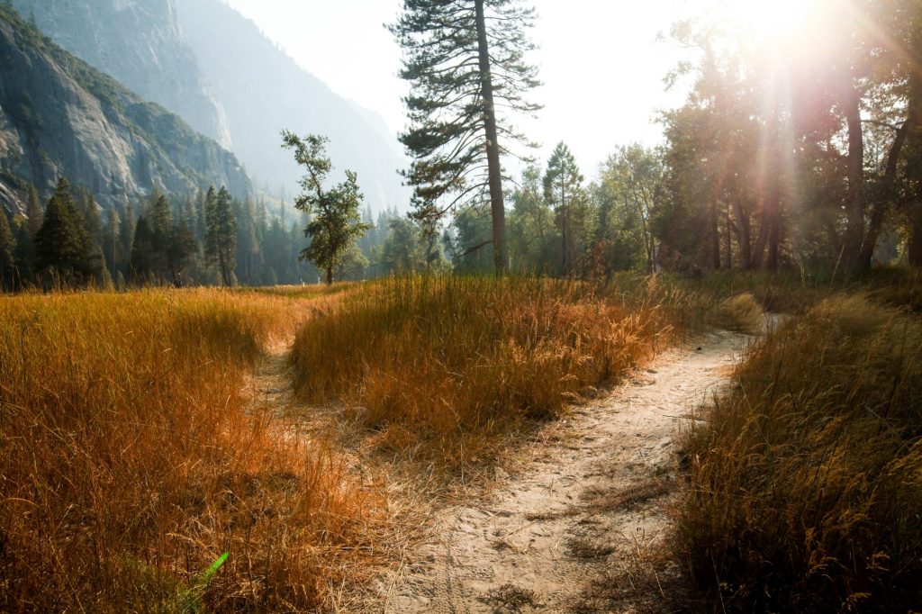 Two paths diverge in a mountain meadow