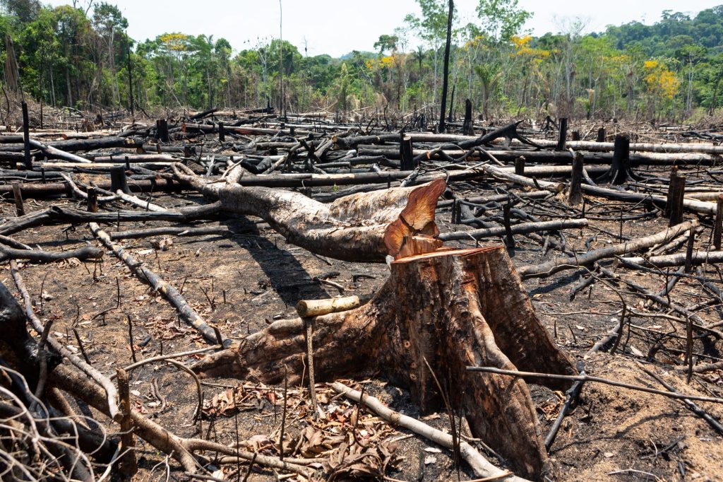 Amazon's bold carbon credit plan to reshape forest economies