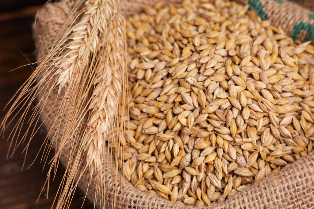 Sack of harvested barley