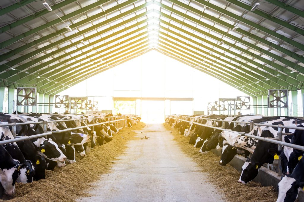 Dairy cows feeding on a farm