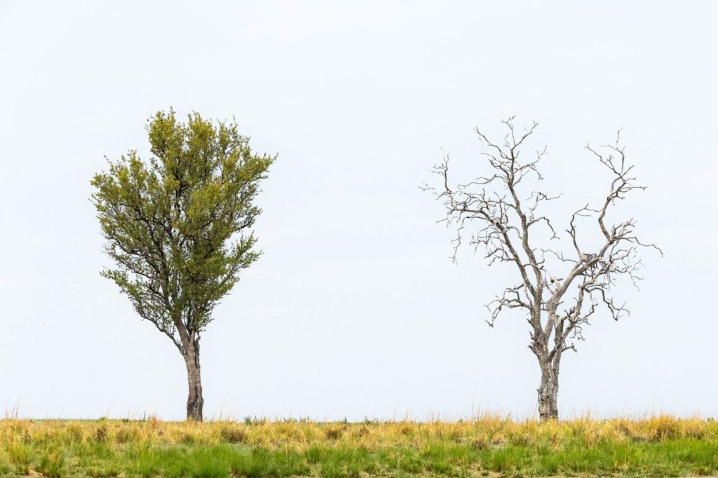 One lush tree, one barren tree.