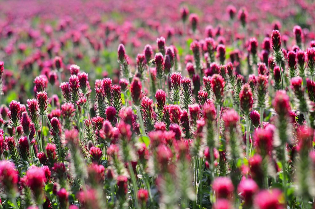 Field of pink crimson clover.