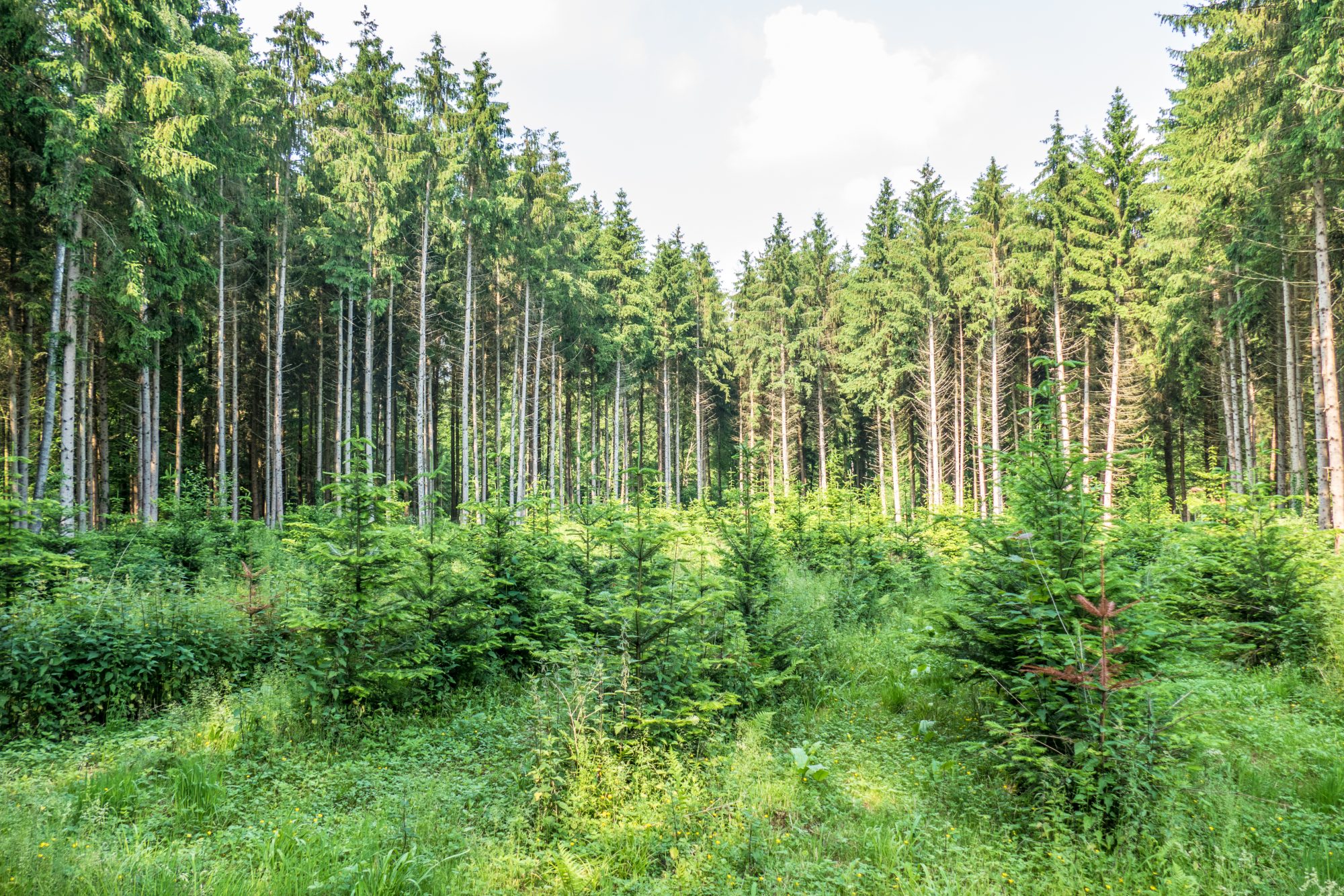Proposed code allows for use of carbon credits to address Scope 3 emissions