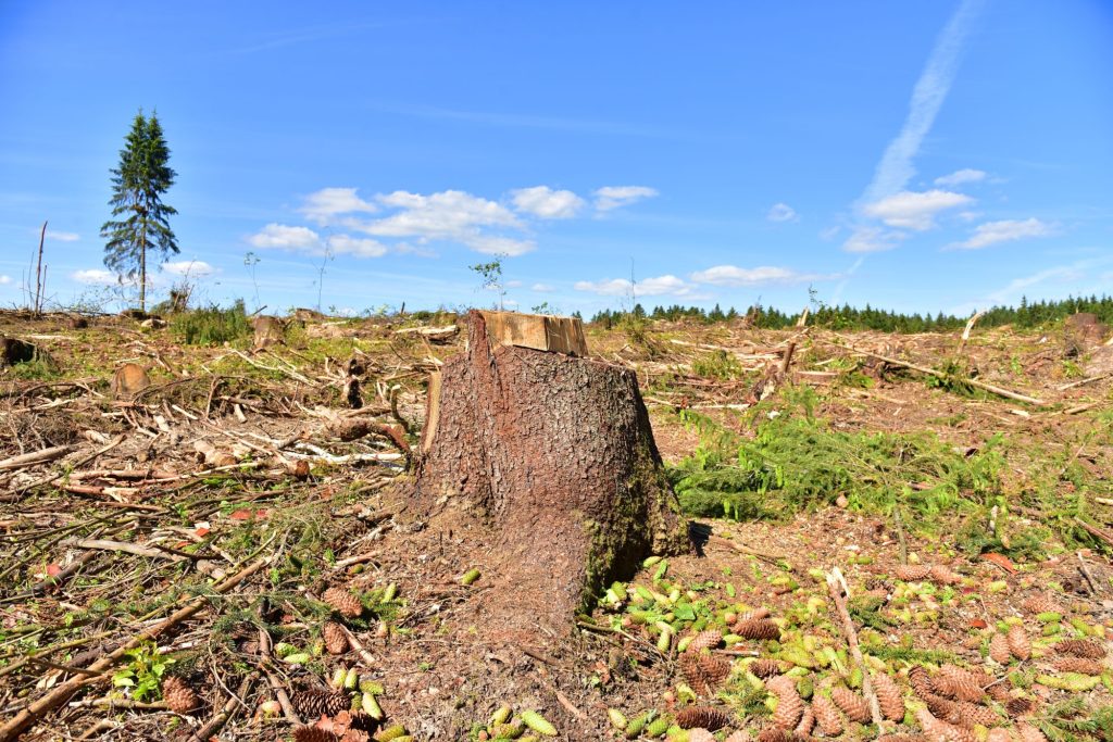 A tree stump in a cleared forest.