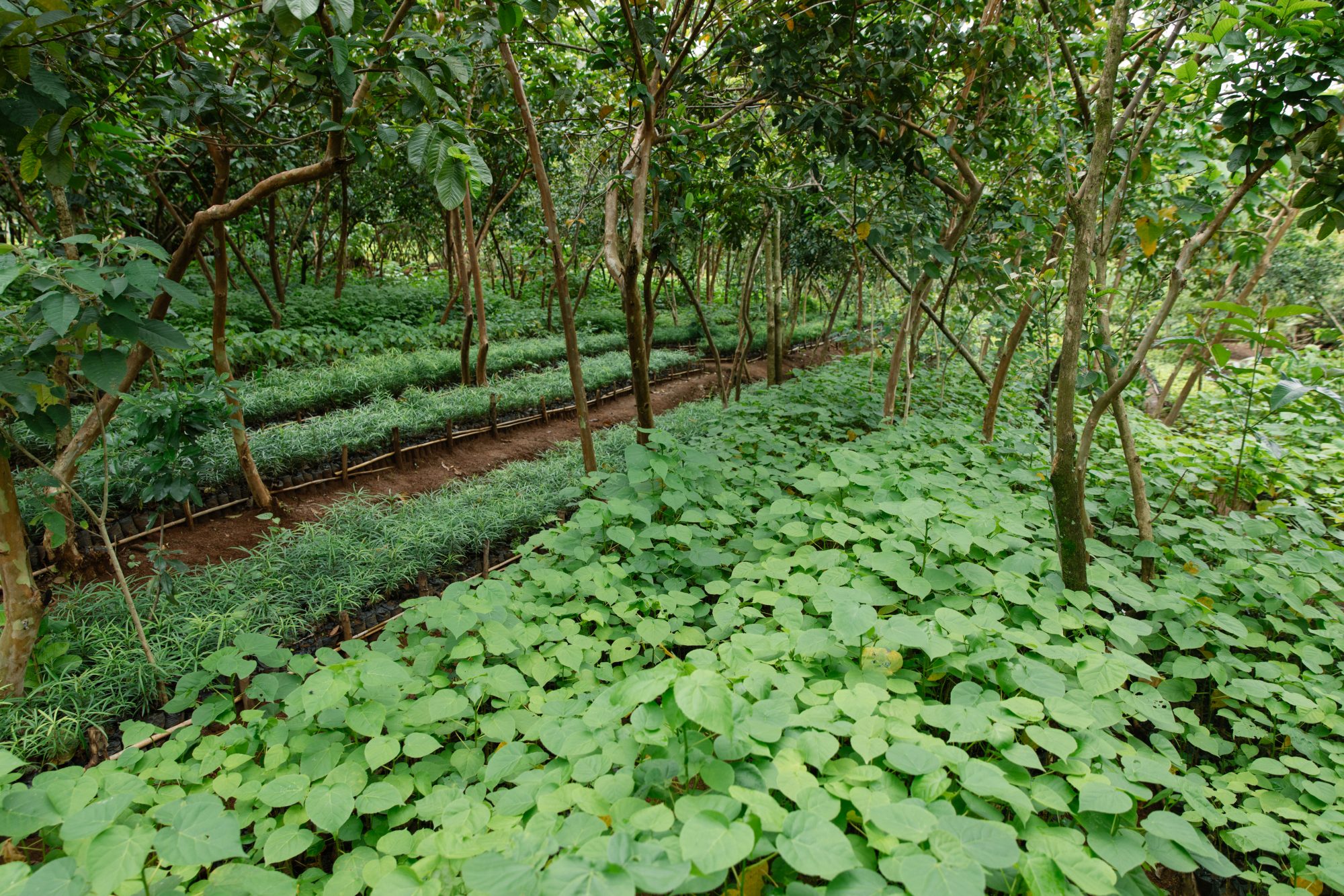 AI’s latest field to boost: nature-based solutions