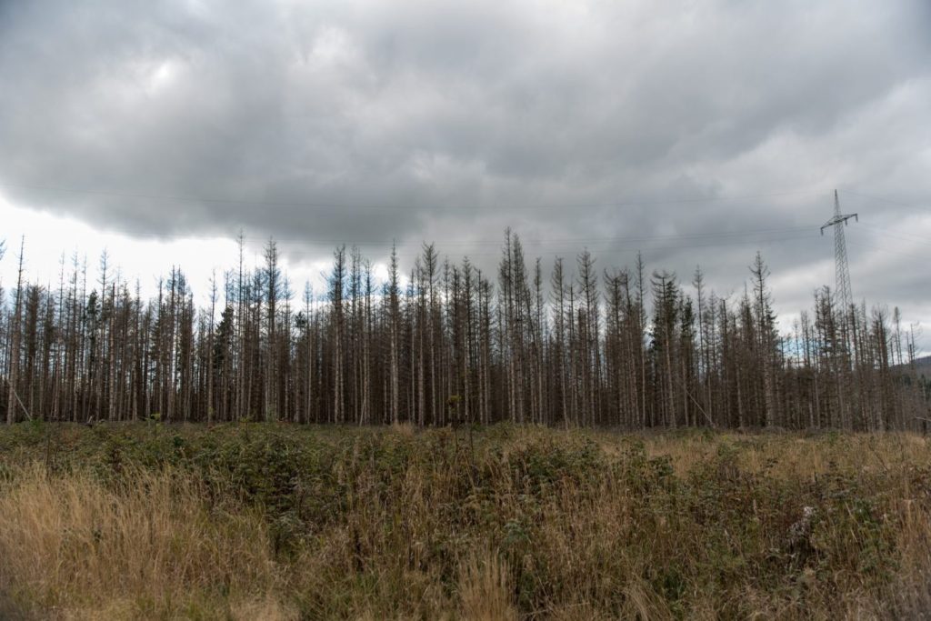 Dying trees in a forest.