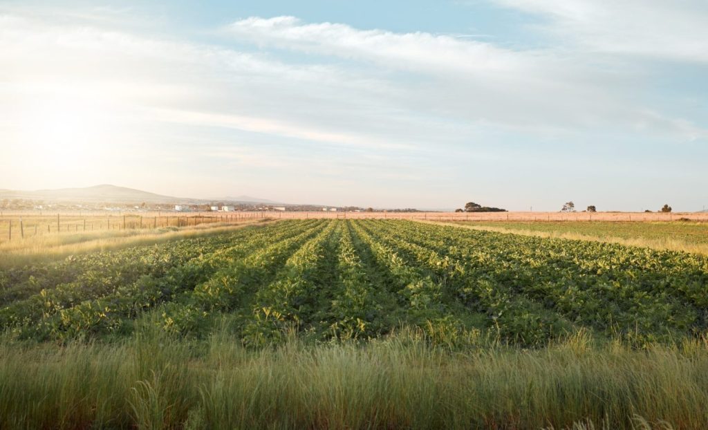 Farm landscape of rows of crops.