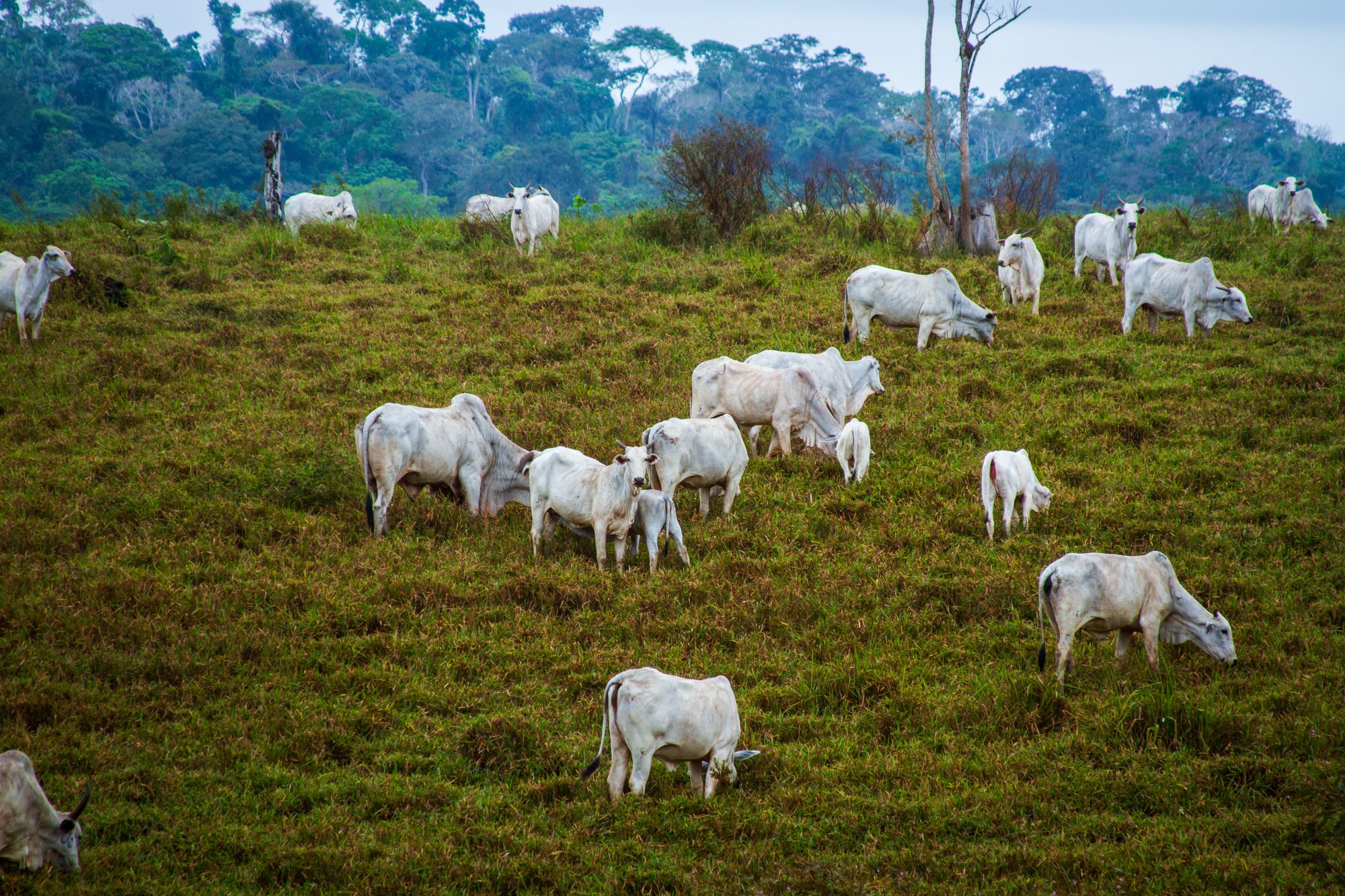 Report criticizes Nestlé, Pepsico and others for climate strategy gaps