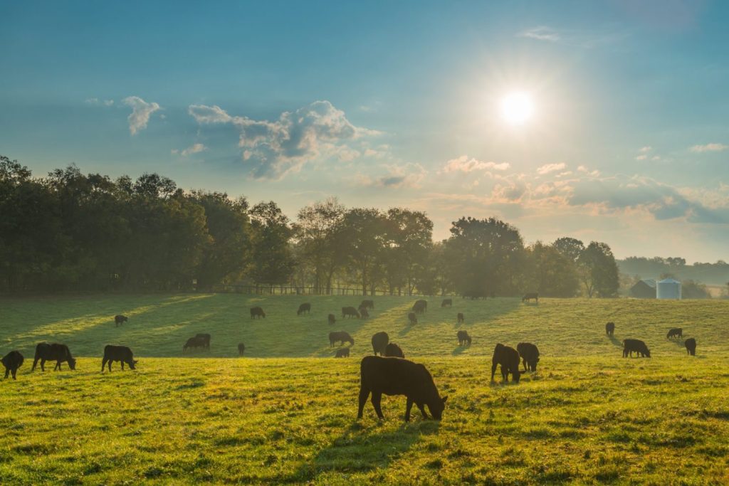 Cows grazing in a field.