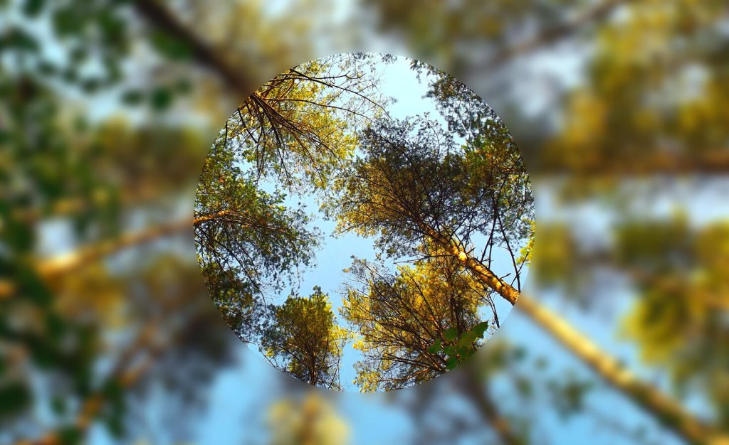Close up look at trees from the ground view.