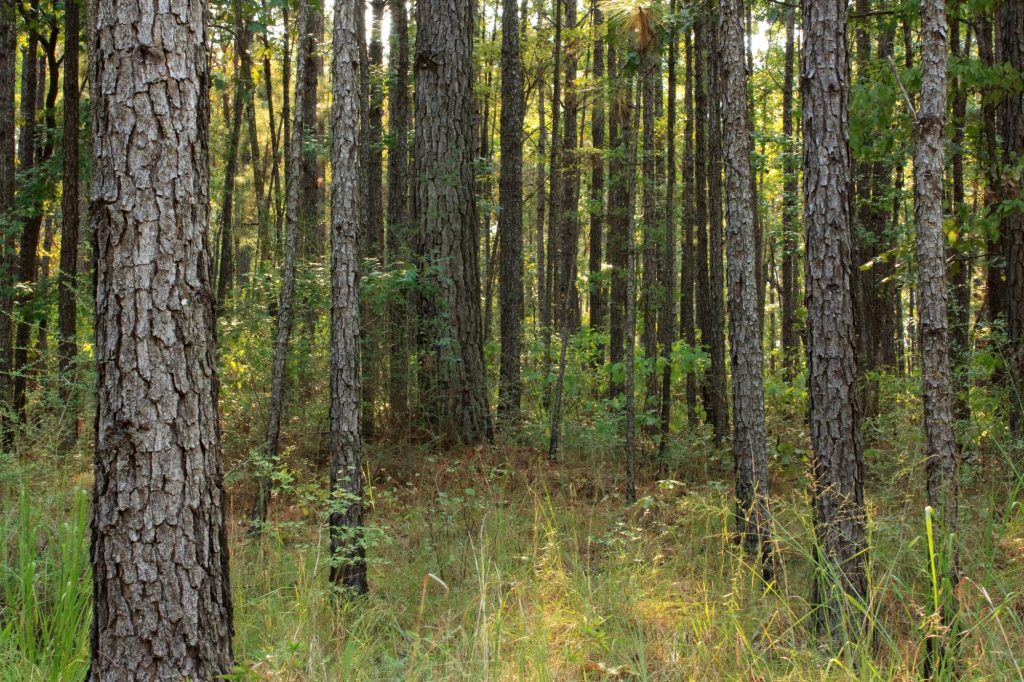 Longleaf pines in Kisatchie National Forest, Louisiana
