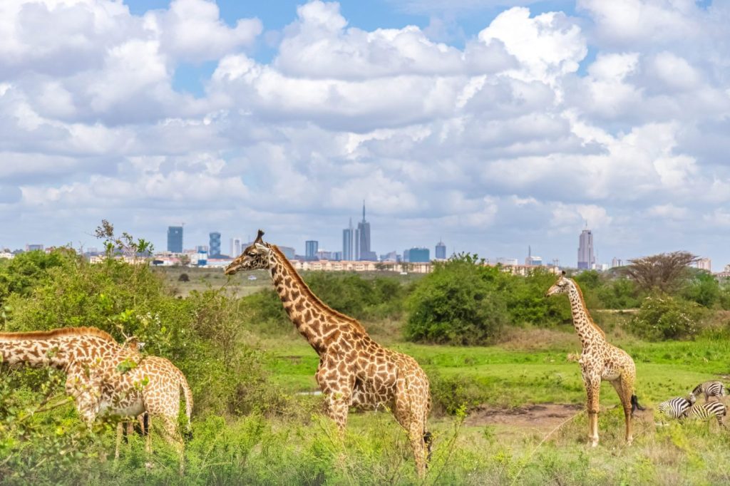Giraffes in Nairobi National Park overlooking the city.