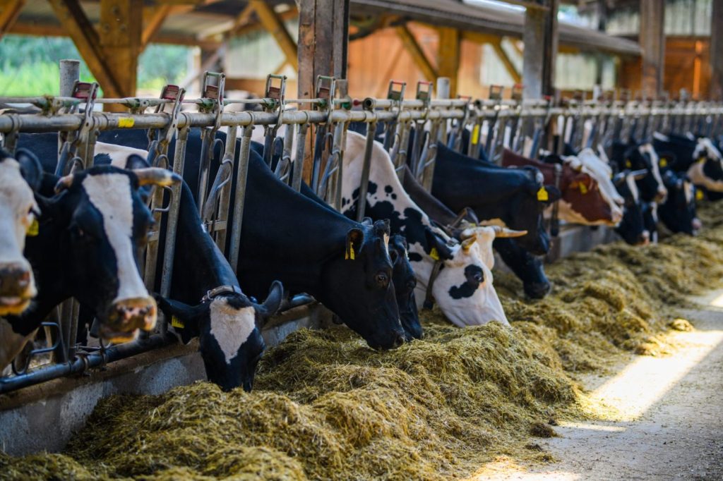 Cows at a milk farm.
