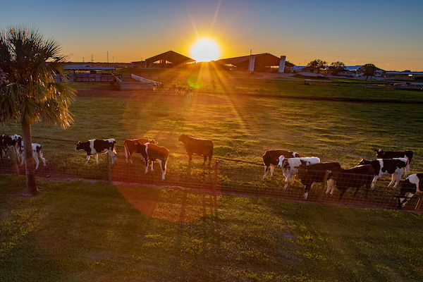 picture depicting dairy field at sunset with cows grazing