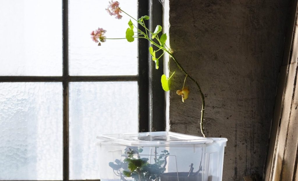 Orchid plant in front a a window