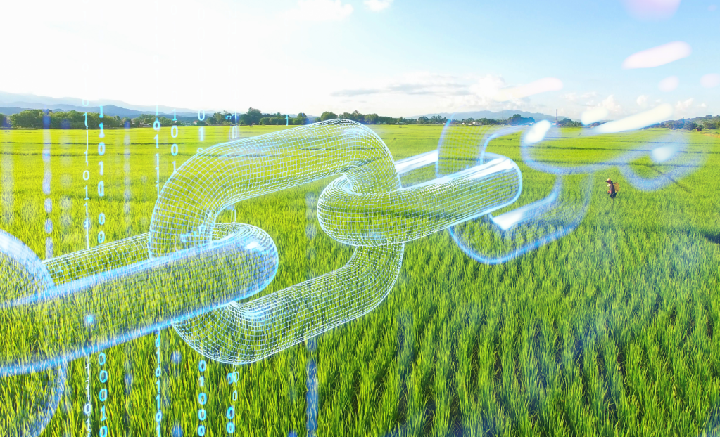 chain link superimposed on rice farm