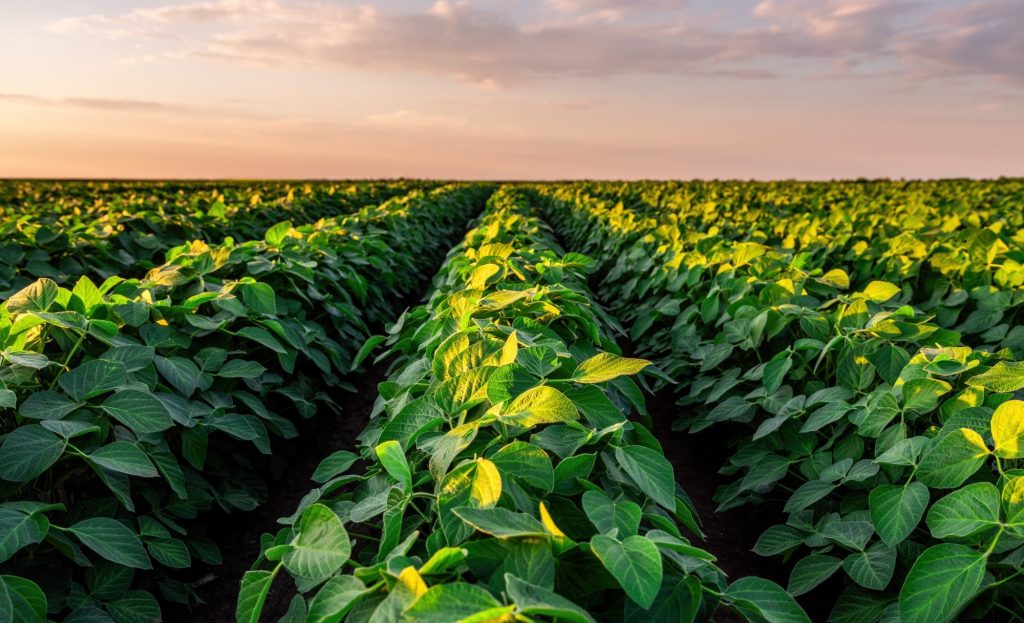 Golden light bathes a soybean crop, highlighting the green leaves and fertile soil