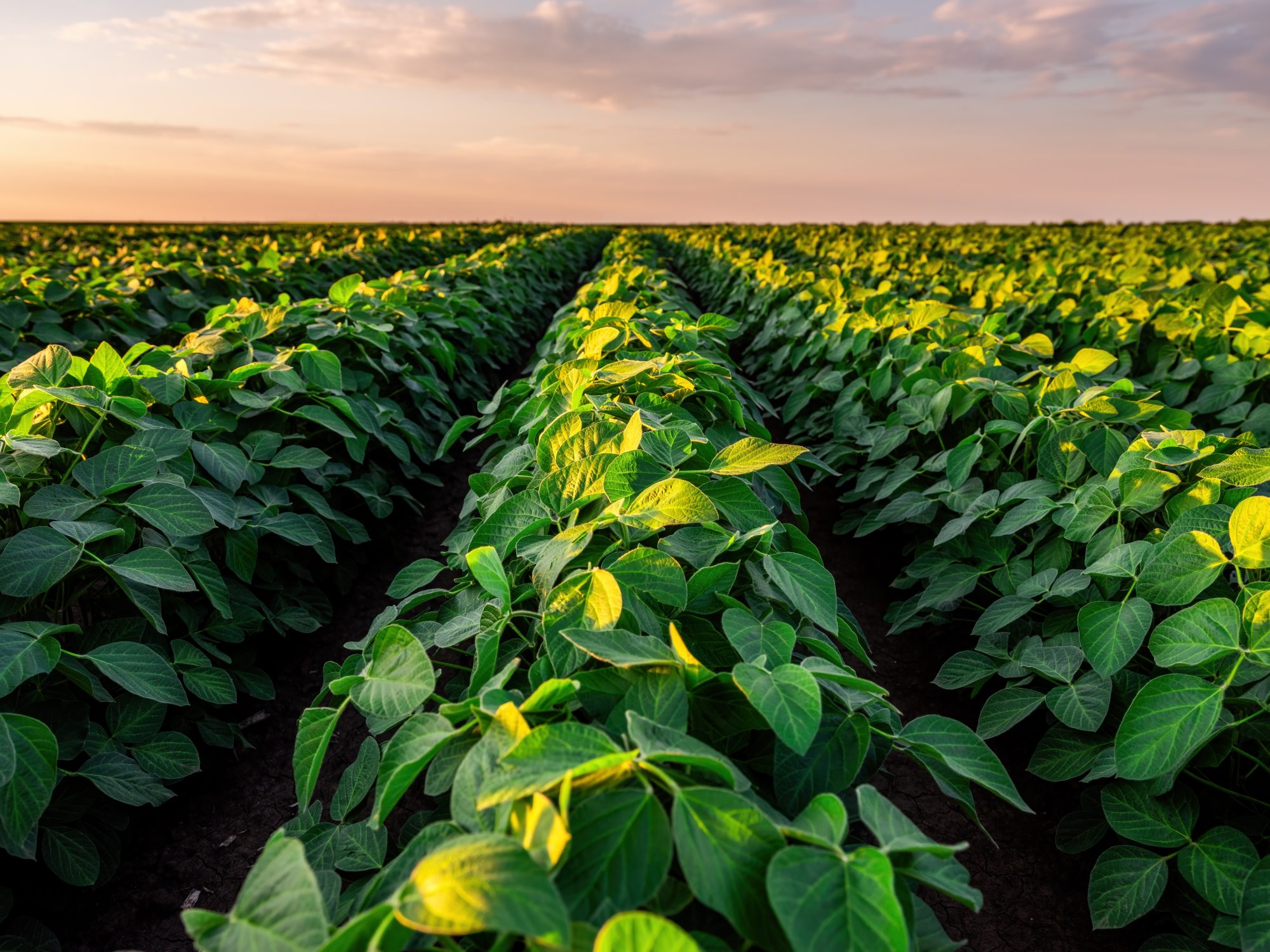 How ag giant ADM scaled its regenerative program to 5 million acres