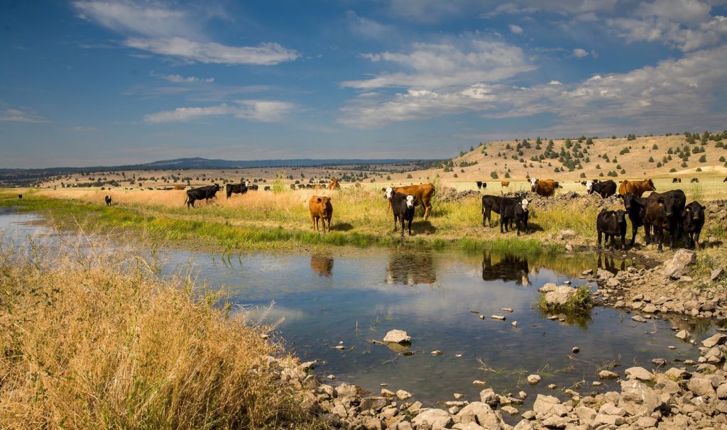 Cattle river