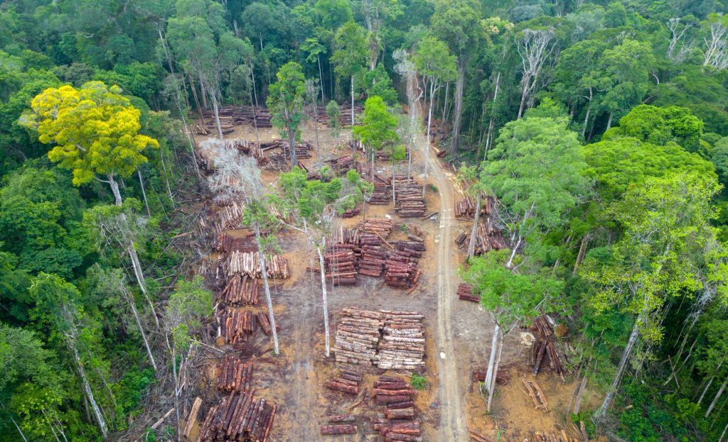 SBTi moves to delay deadline for deforestation-free supply chains