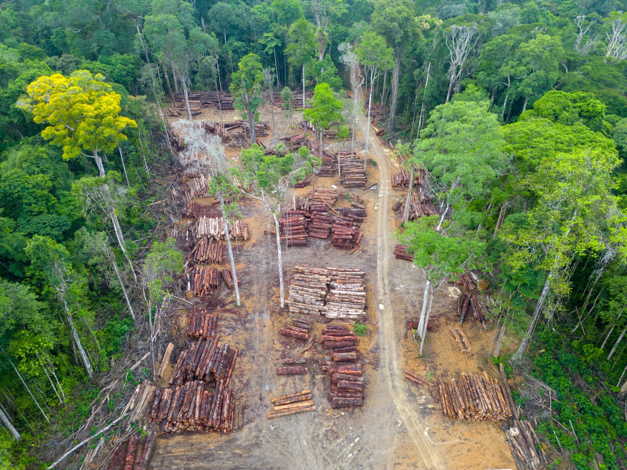SBTi moves to delay deadline for deforestation-free supply chains