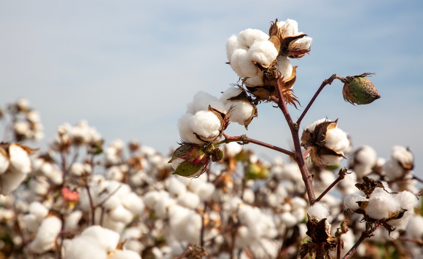 Avalo using AI to future-proof cotton