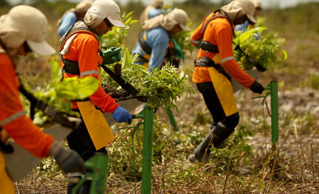 Workers on a Mombak reforestation project