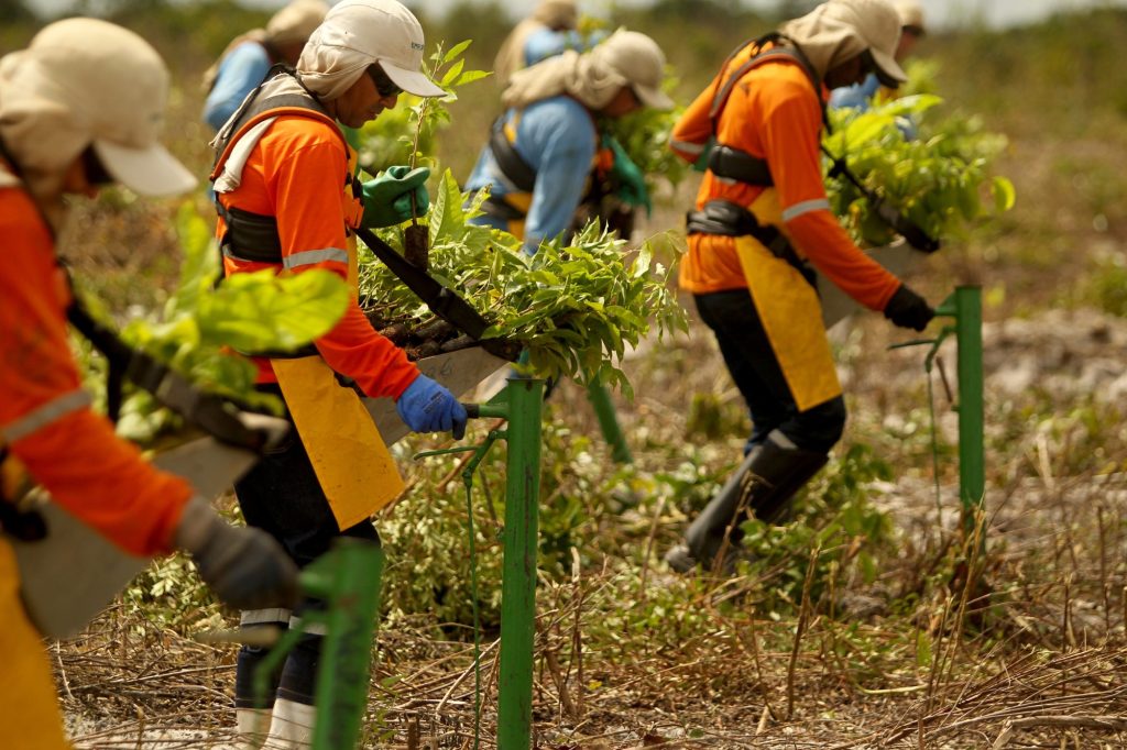 Workers on a Mombak reforestation project