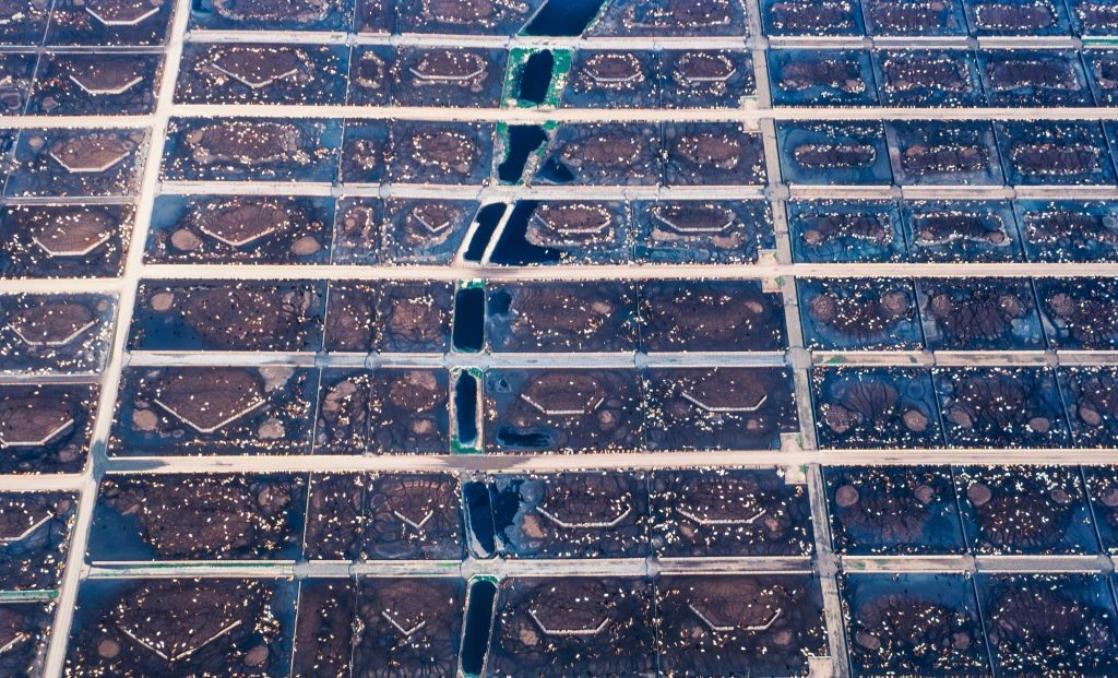 Aerial image of cattle feedlot, feed farm, Alberta, Canada