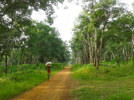 Europe’s anti-deforestation law is delayed again. Here’s what to expect in 2026