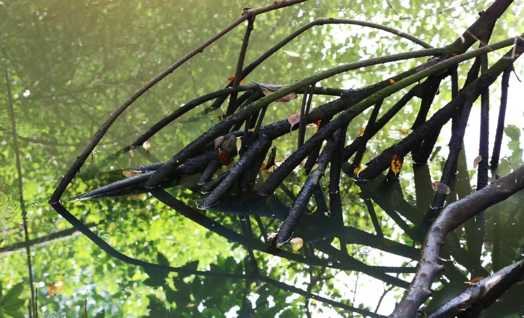 Nature-based solutions: 4 predictions for 2026