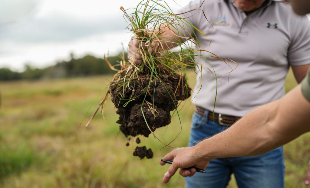 Grassroots soil sample