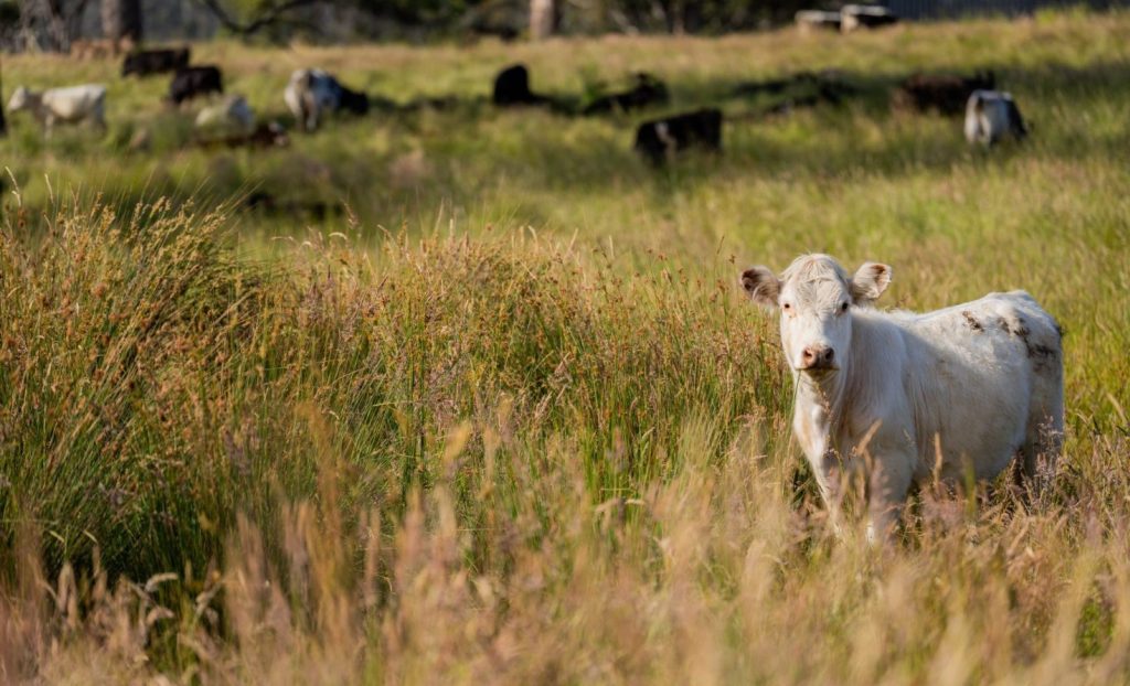 3 agricultural initiatives to shore up food supply chains