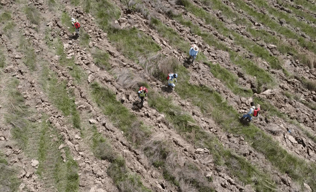 Google, McKinsey and Meta back project to reforest degraded Appalachian lands