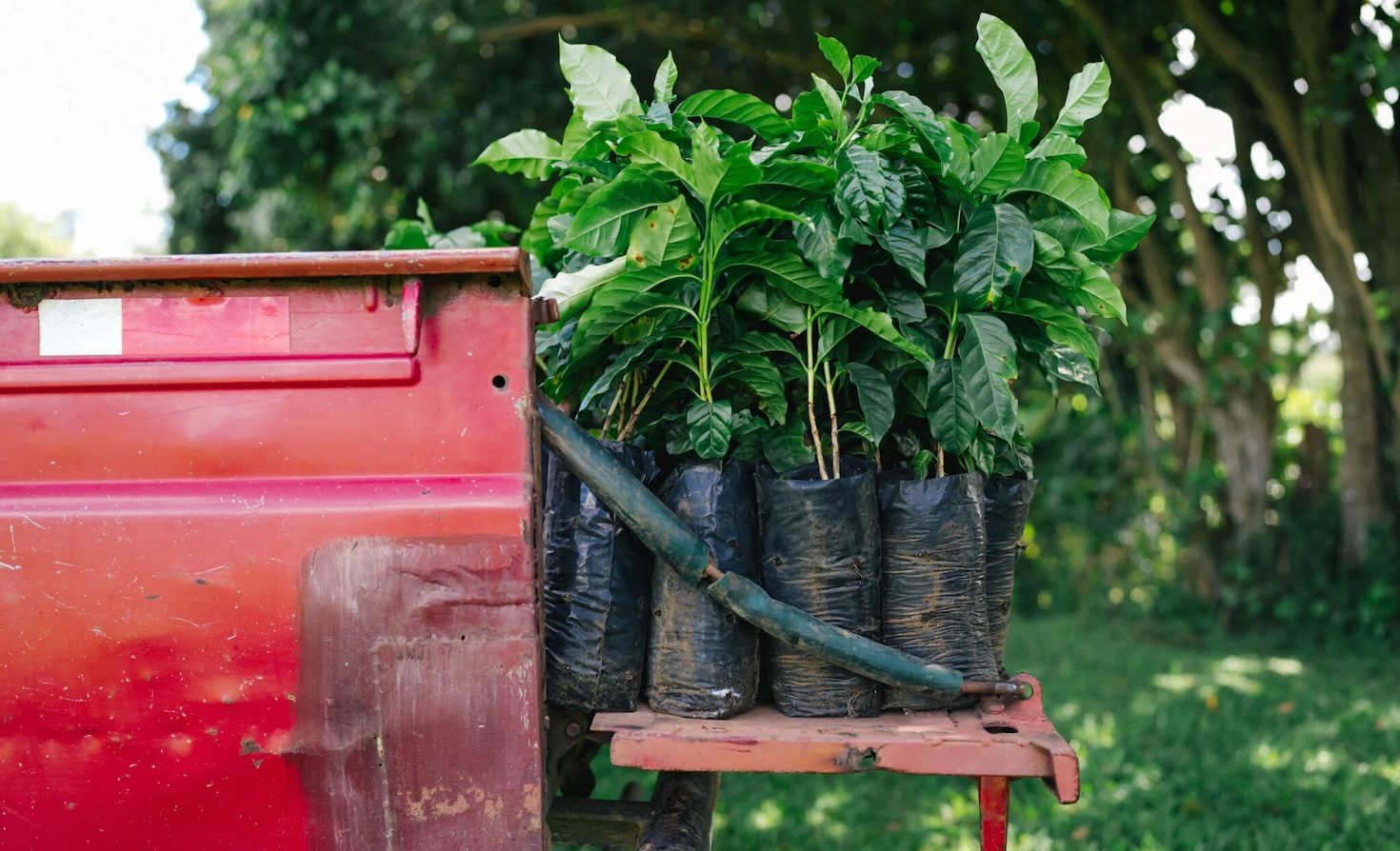Why Starbucks is giving away climate-tolerant coffee trees