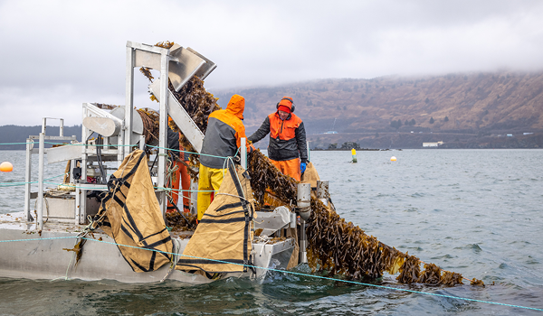 Two seaweed farmers harvesting sugar kelp at Kodiak Island Sustainable Seaweed.