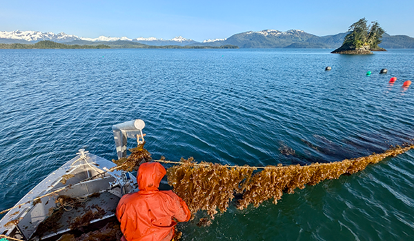 Seaweed farmer harvests sugar kelp on a boat in Prince William Sound, Alaska.