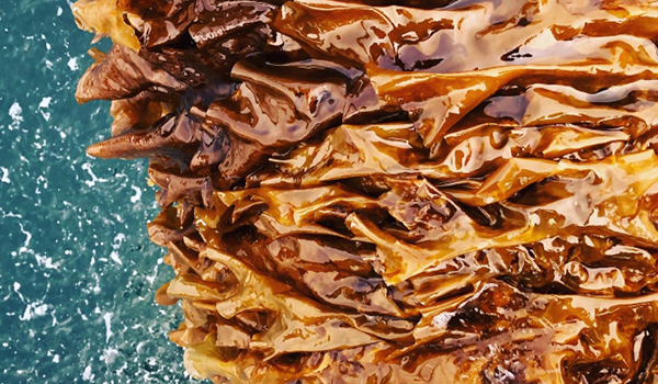 Sugar kelp harvested at Noble Ocean Farms, Prince William Sound, Alaska