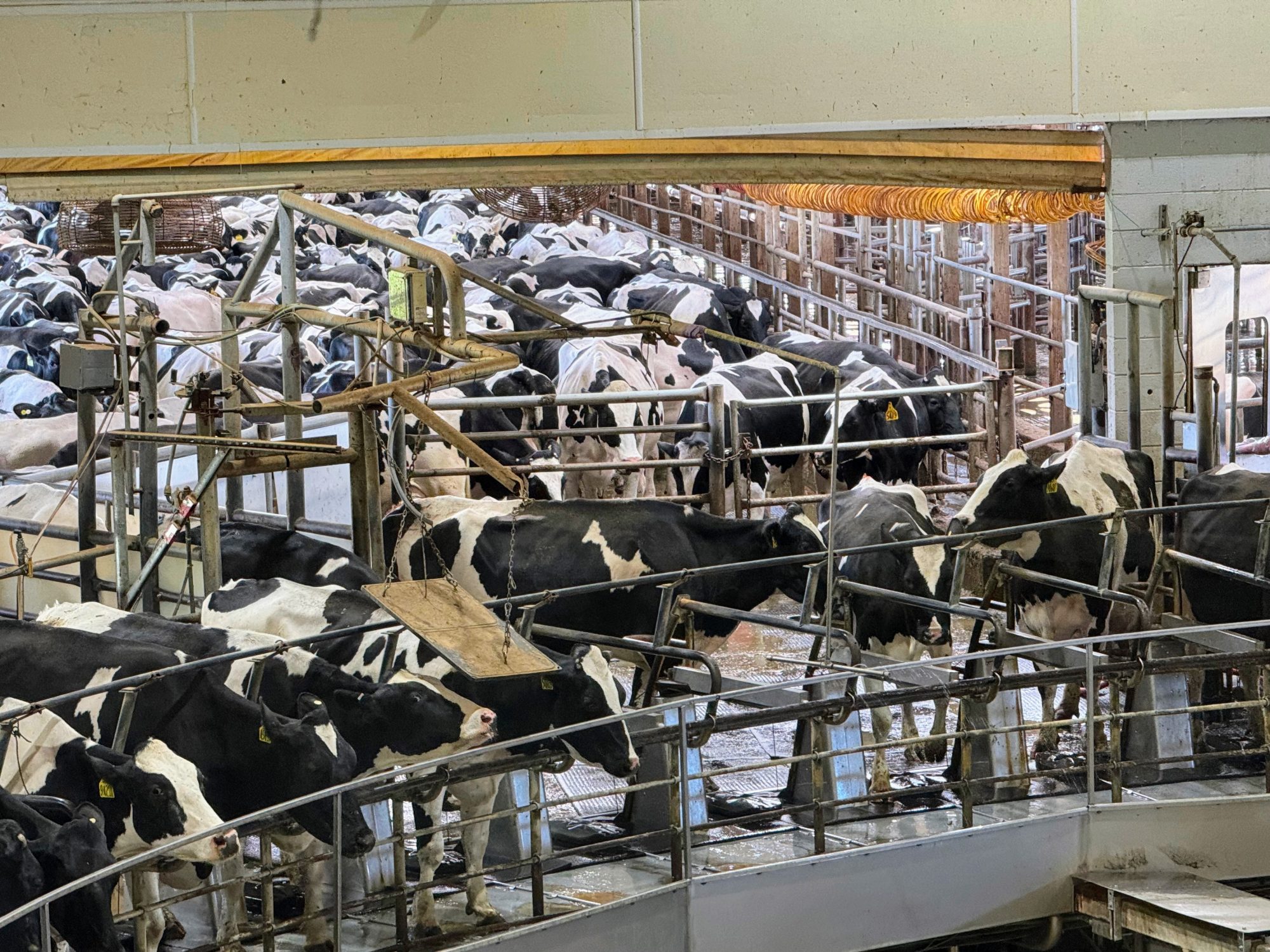 Danone and Starbucks shine in rankings of methane-reduction progress