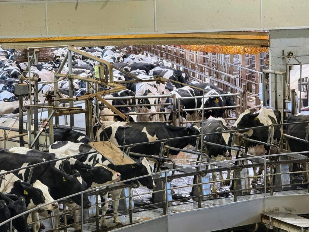 Cows (Holstein Friesian) stand on a rotary milking platform.