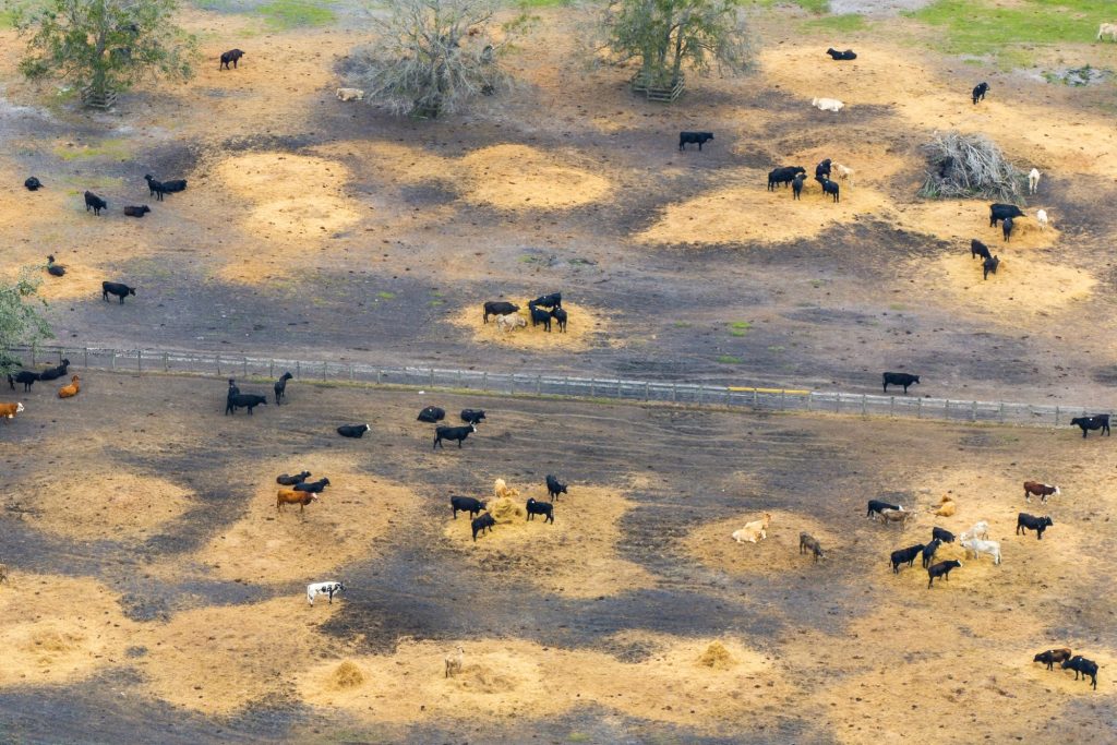 Commercial cattle stockyard with meat cows in rural Florida. Feeding of livestock on farm feedlot in USA