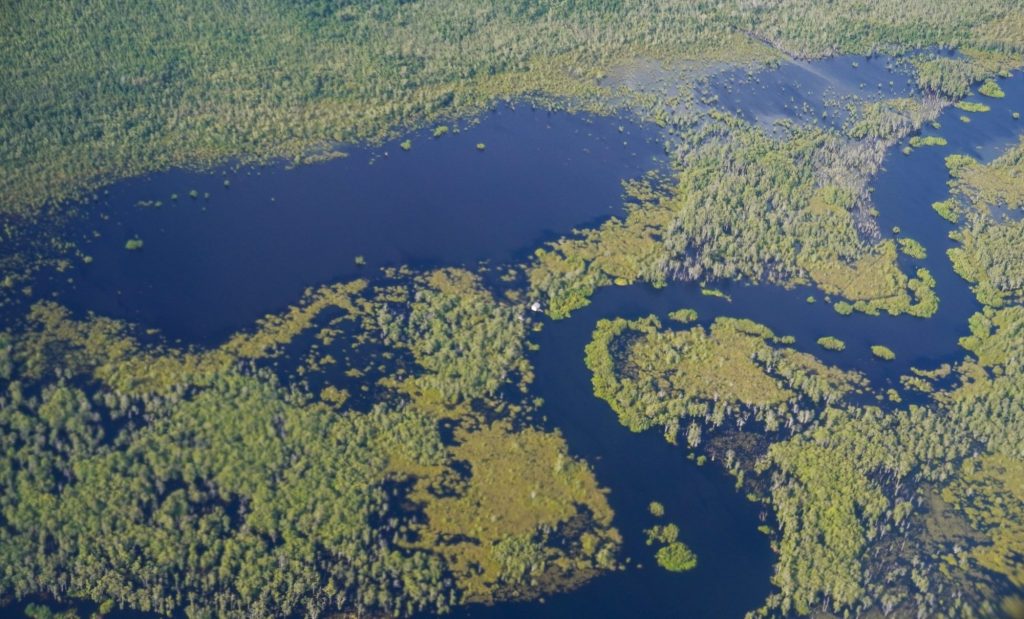 Aerial view of healthy peatland, wet areas, dense forest, and winding river in Kalimantan, Indonesia.