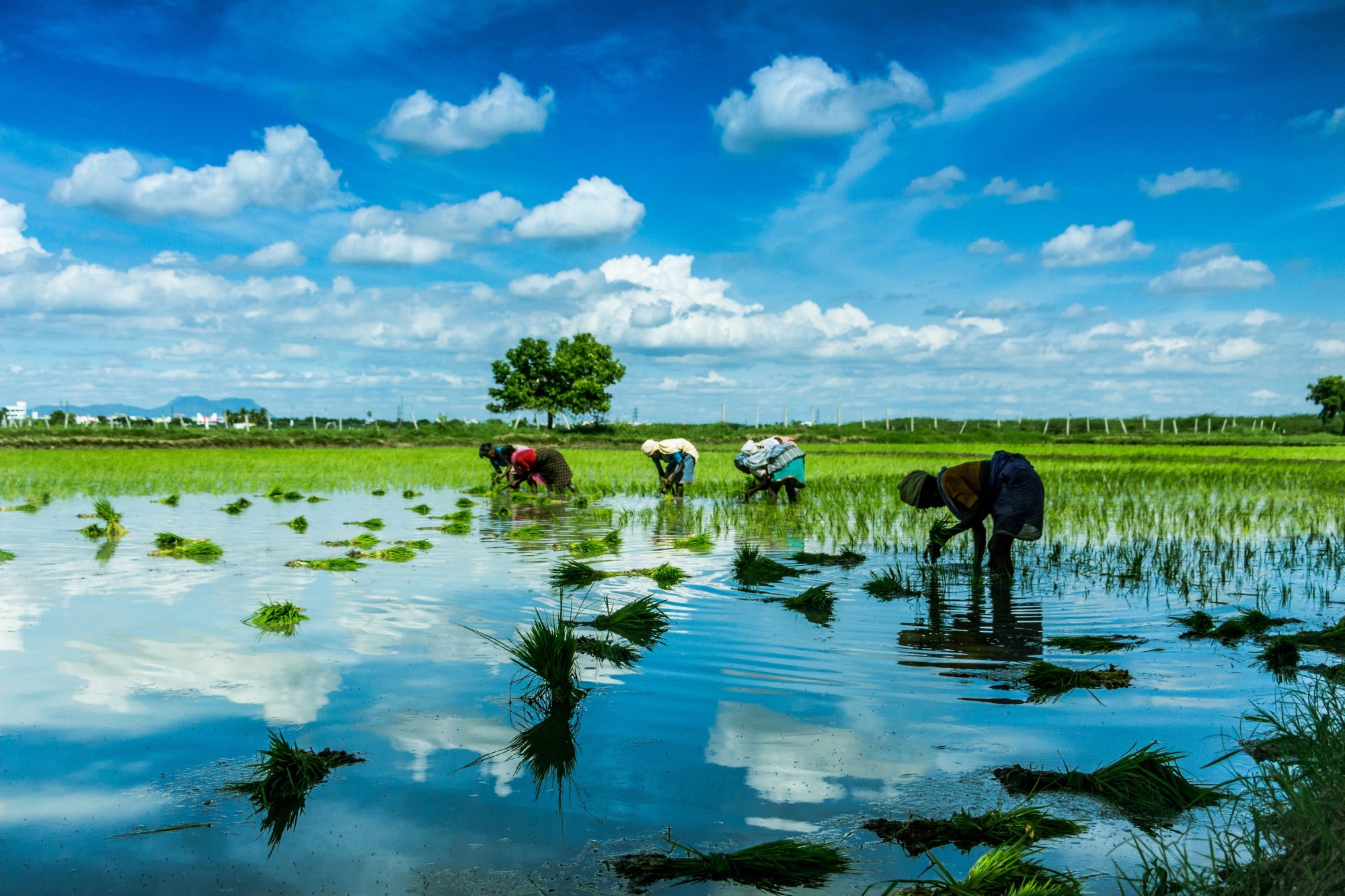 Amazon opens carbon credit offtakes to Climate Pledge…