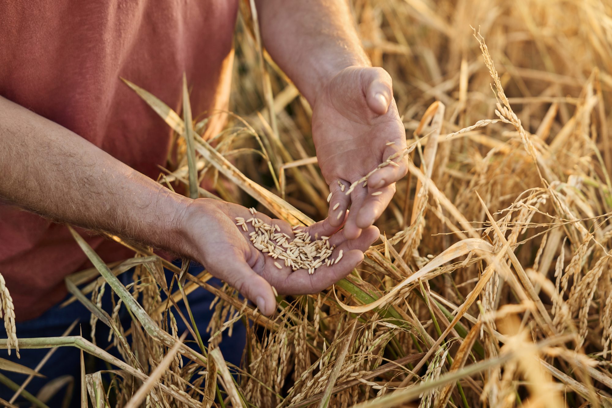 How regenerative agriculture strengthens Purina’s business resilience